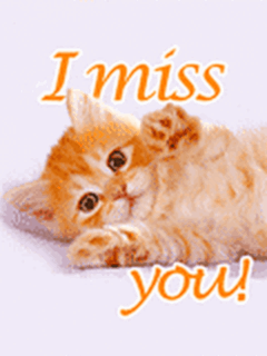 I Miss You! kitten