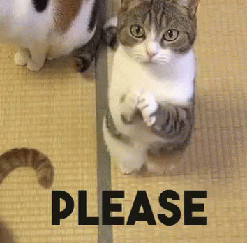 Please kitty 2