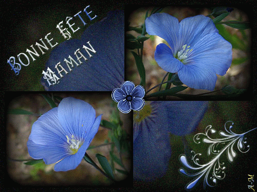 Bonne Fête Maman fleur bleue