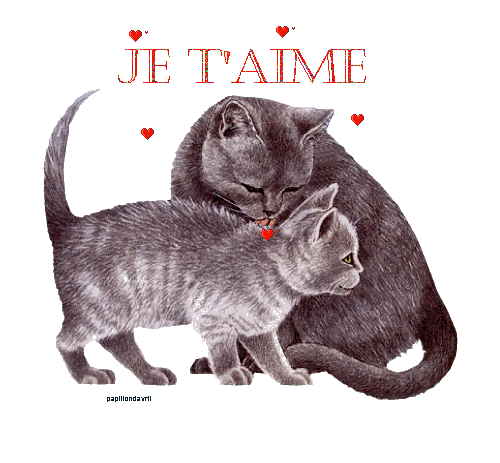 Je t'aime mon chat